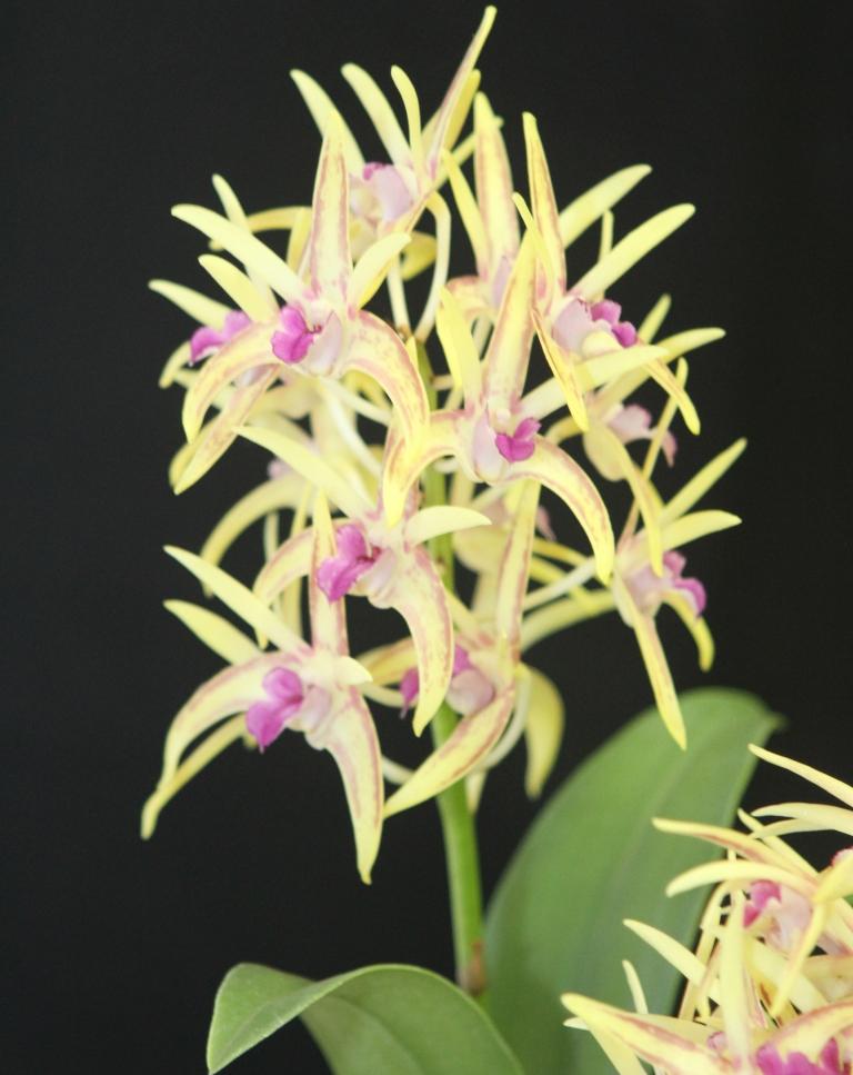 Dendrobium Noel's Star - photo 2