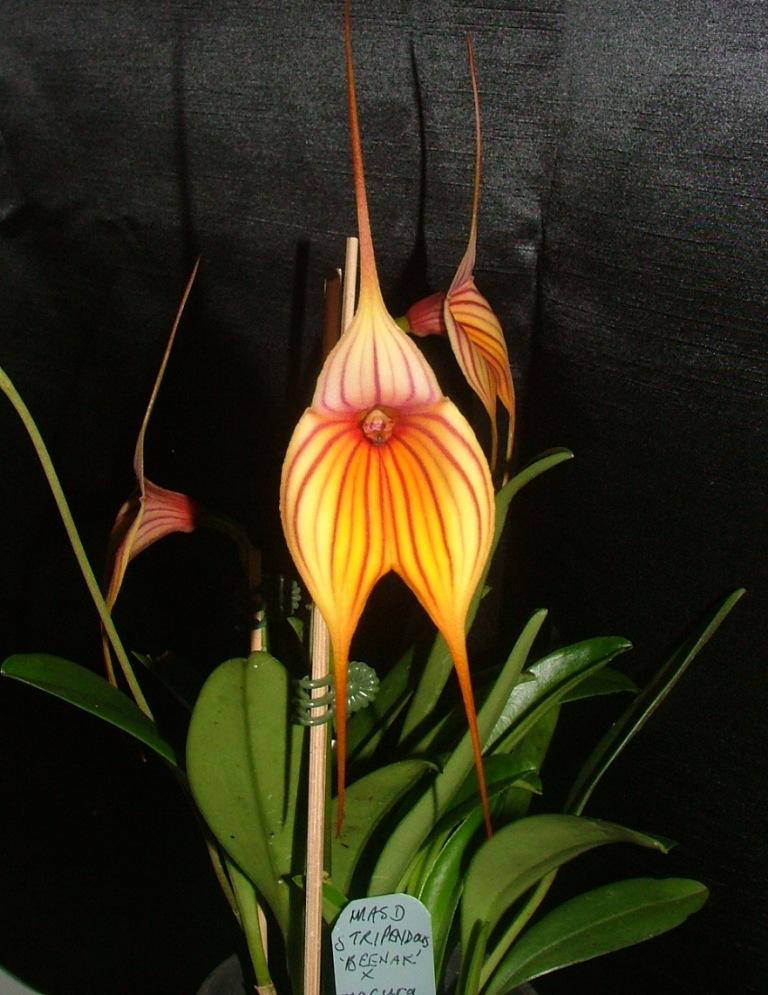Masdevallia Lightning Stripes - AM/AOC