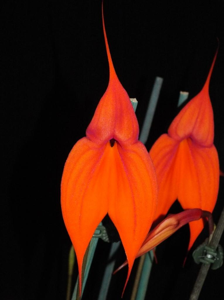 Masdevallia veitchiana