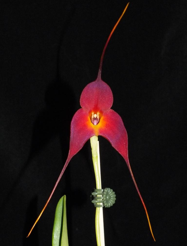 Masdevallia Beenak Vintage