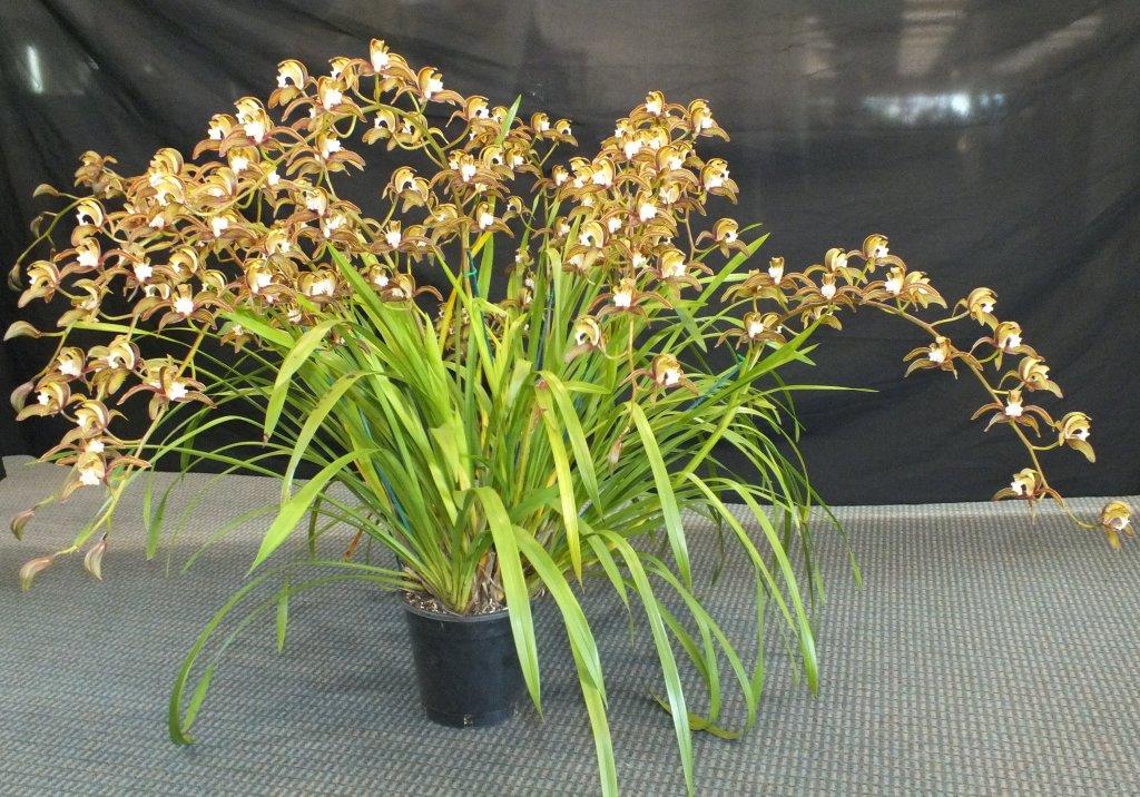 Cymbidium Ken Siew - photo 2