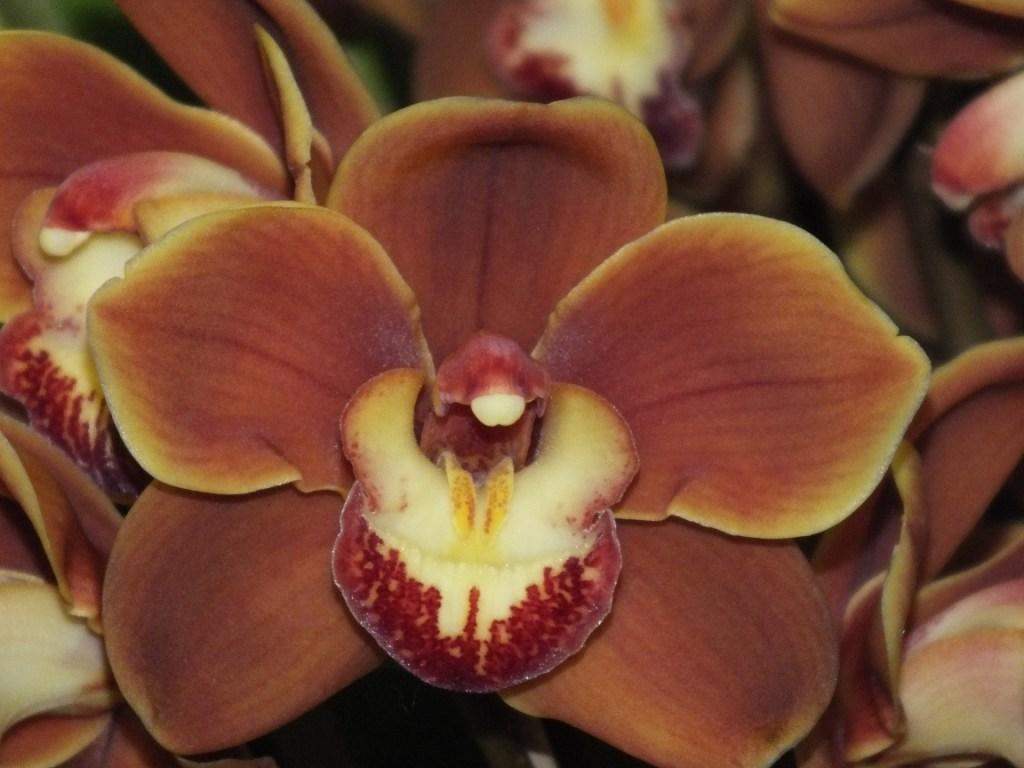 Cymbidium Drouin Masterpiece - ACC/AOC