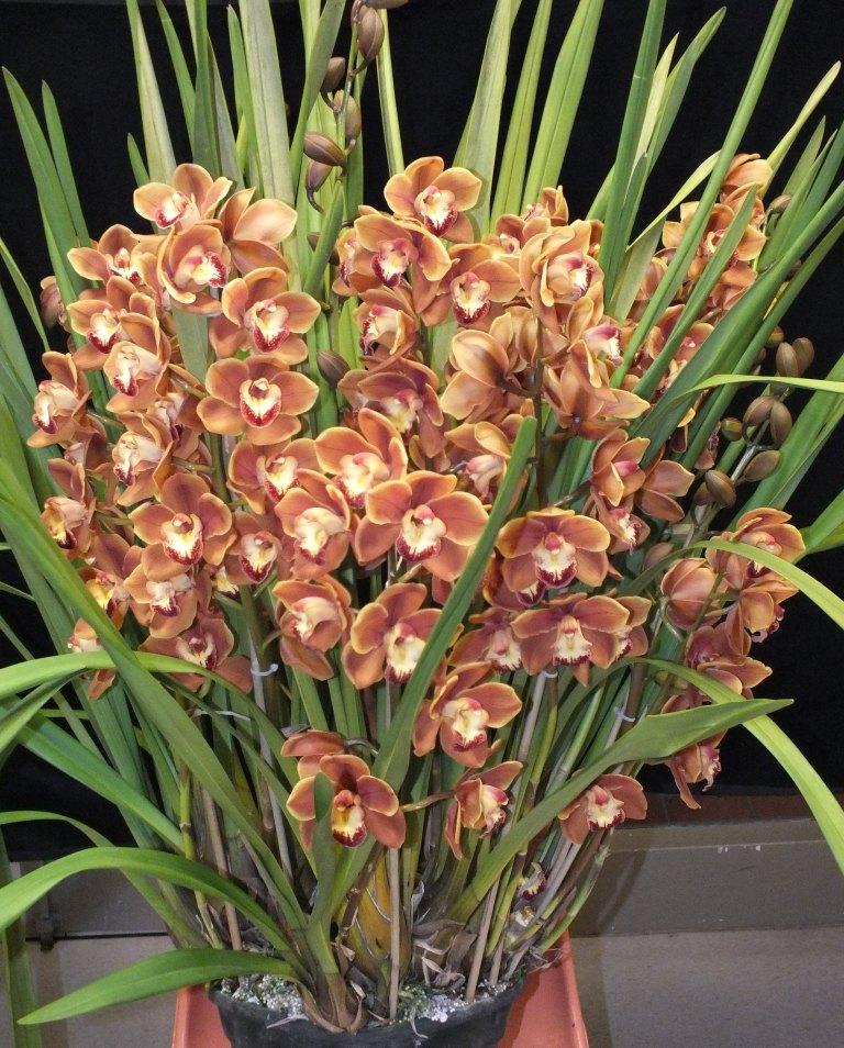 Cymbidium Drouin Masterpiece - photo 2