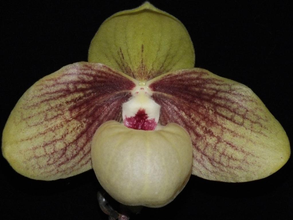Paphiopedilum Shun-Fa Golden - AM/AOC