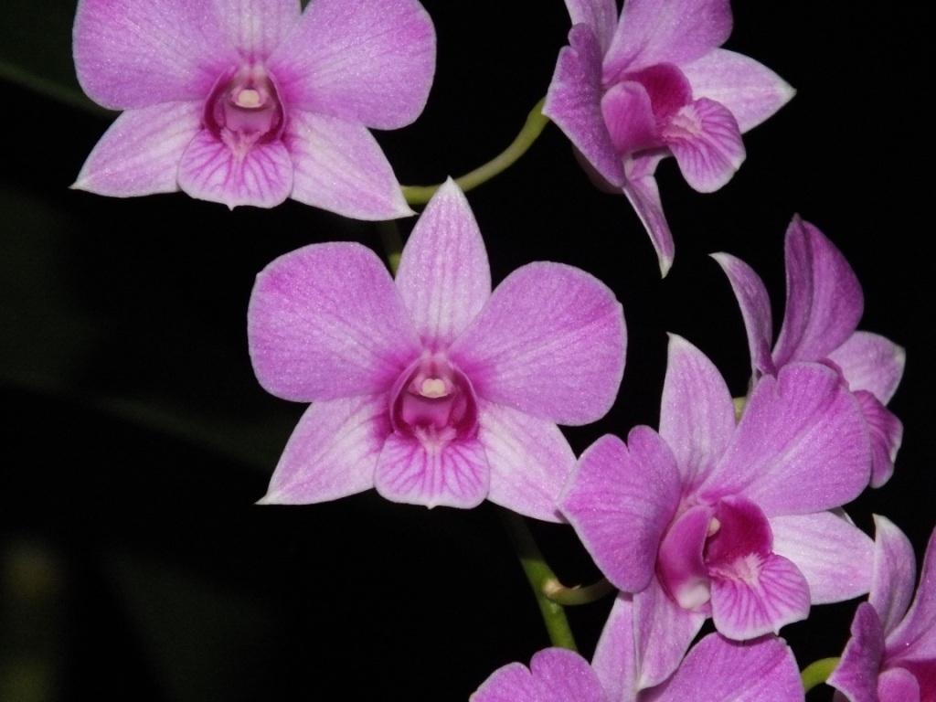 Dendrobium Pink Ballerina
