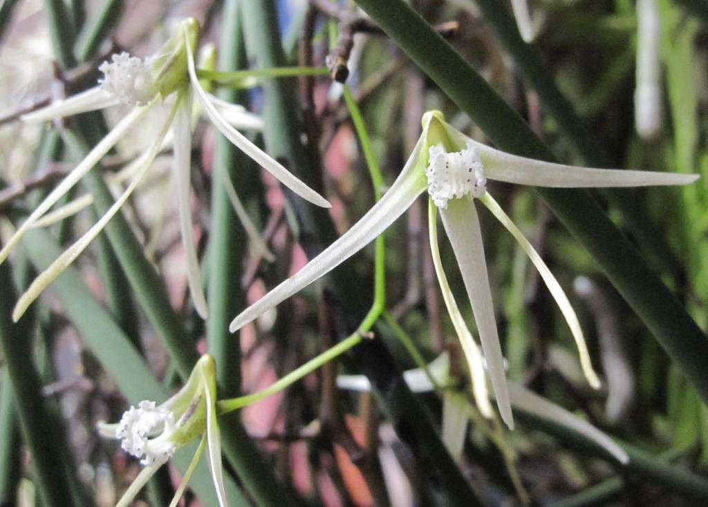 Dendrobium teretifolium var. fasciculatum - HCC/AOC