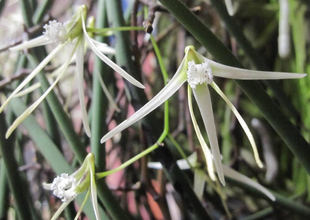 Dendrobium teretifolium var. fasciculatum - photo 2