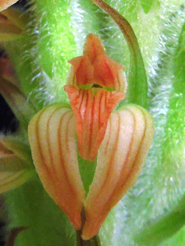 Sarcoglottis ventricosa