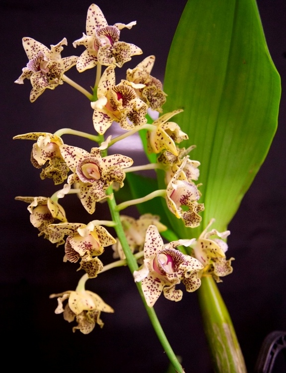 Dendrobium tapiniense - AM/AOC