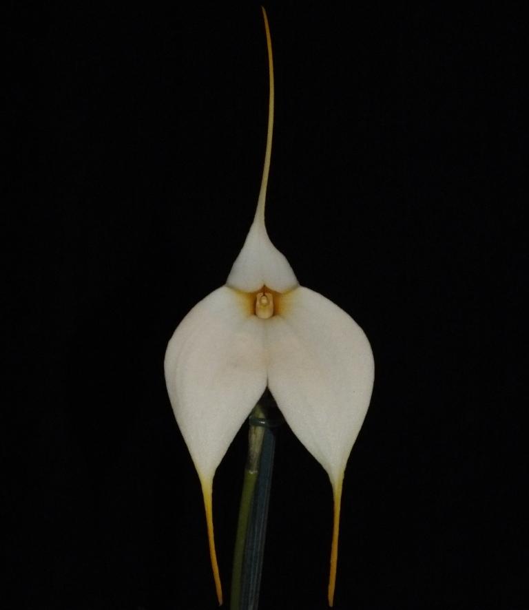 Masdevallia Mary Staal