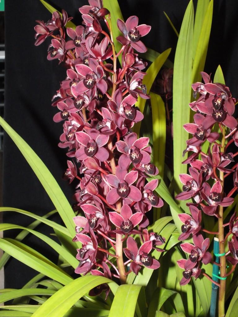 Cymbidium Radiant Beauty - photo 2