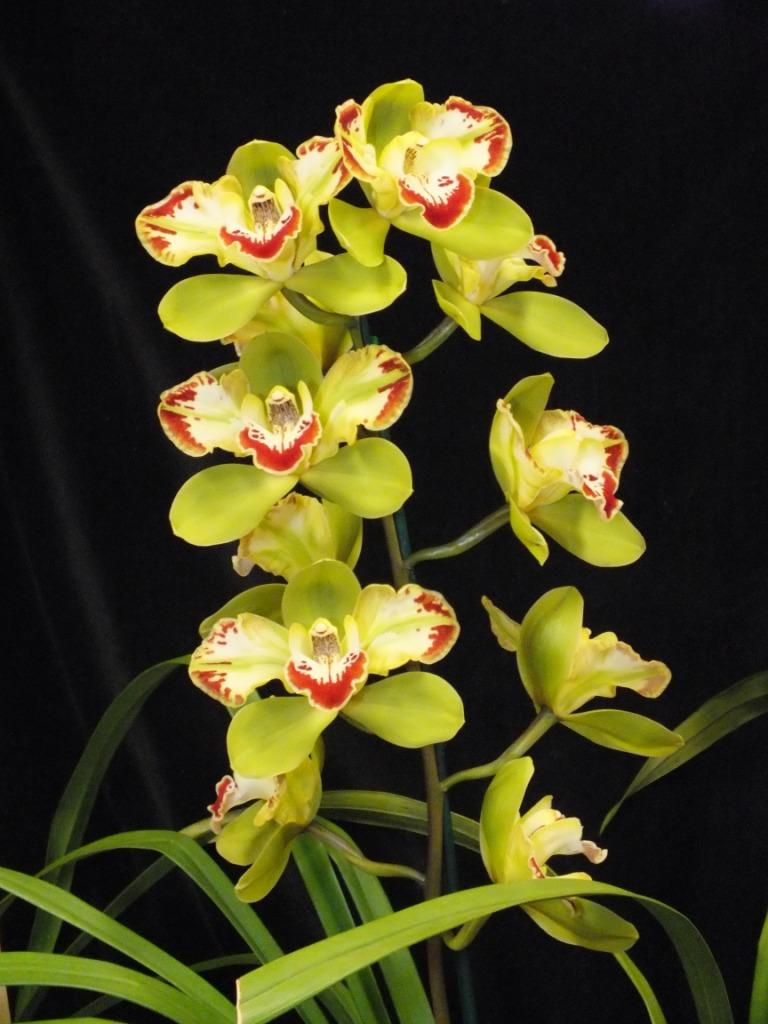 Cymbidium Vidar - photo 2