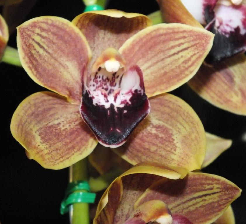 Cymbidium Last Flight - HCC/AOC