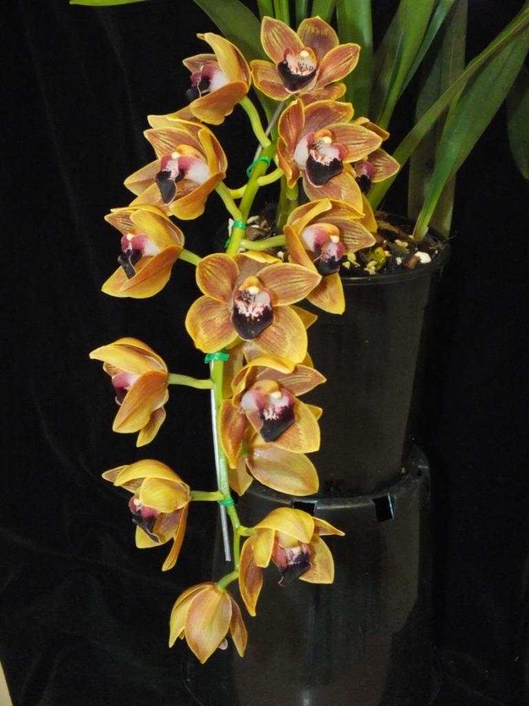 Cymbidium Last Flight - photo 2