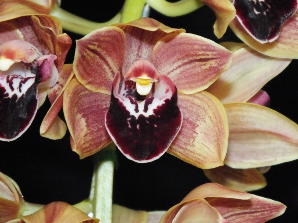 Cymbidium Last Flight - HCC/AOC
