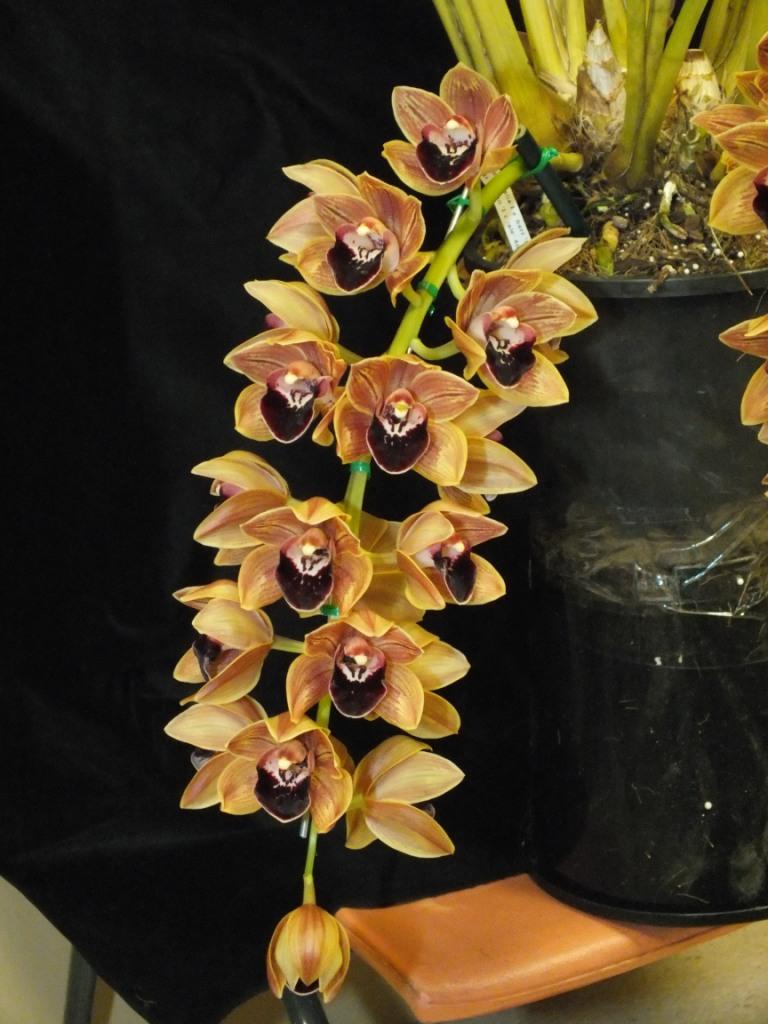 Cymbidium Last Flight - photo 2