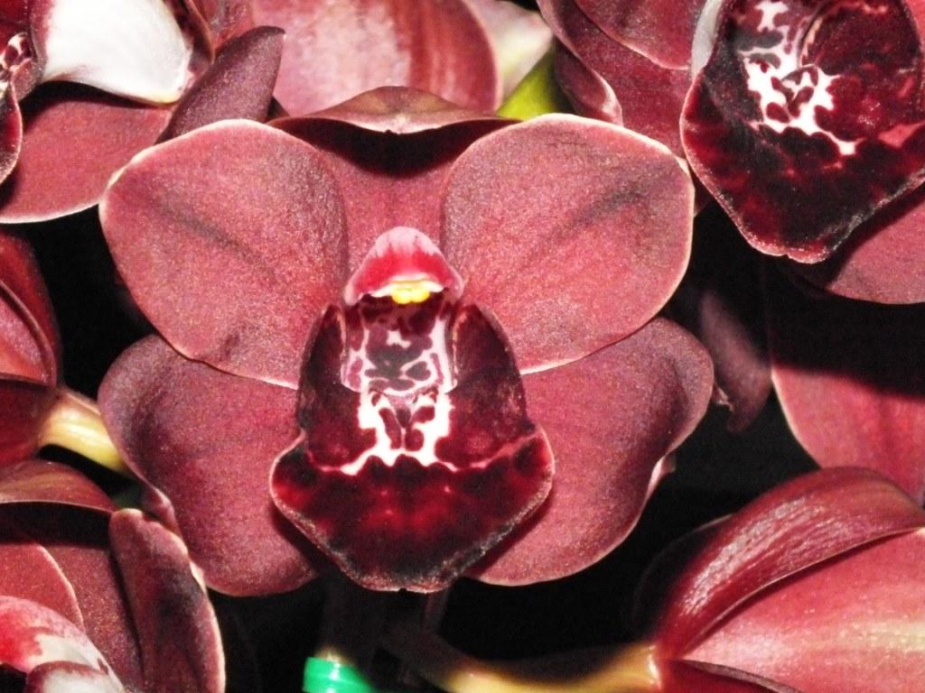 Cymbidium Space Tango - HCC/AOC