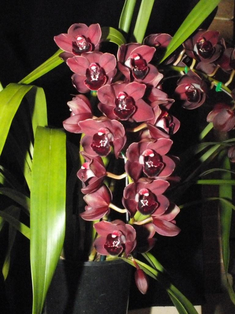 Cymbidium Space Tango - photo 2