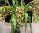 Cymbidium Pearl Dawson - photo 2