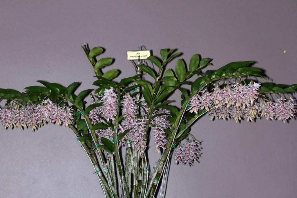 Dendrobium amethystoglossum