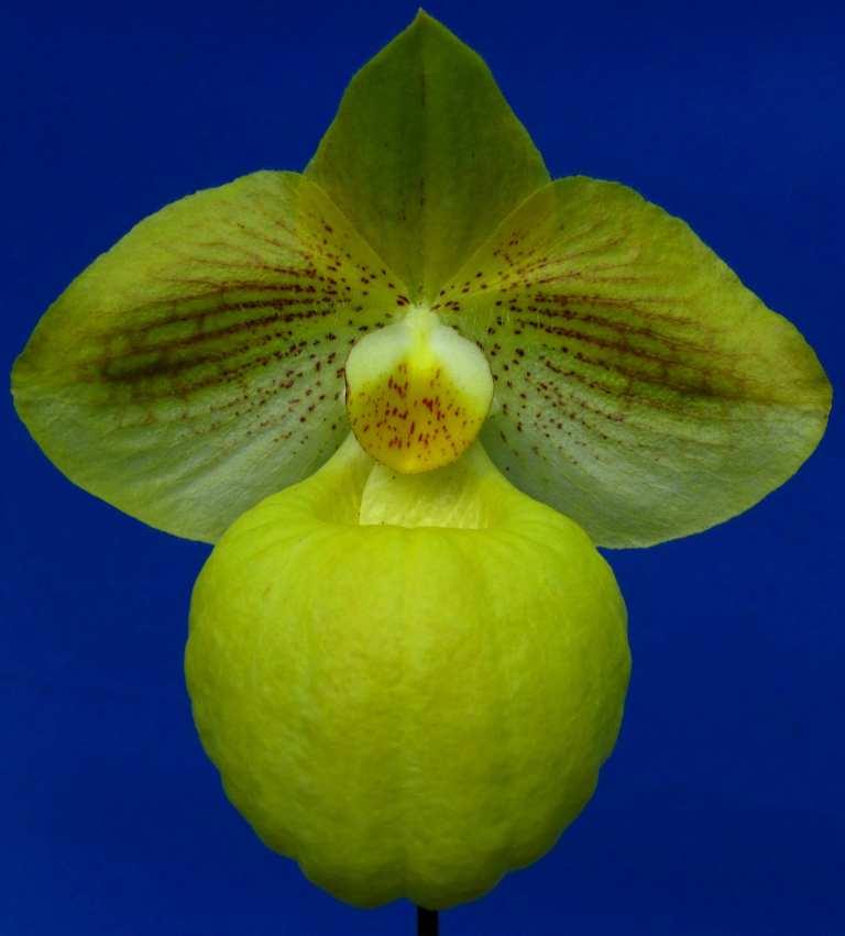 Paphiopedilum Fumi's Delight - AM/AOC