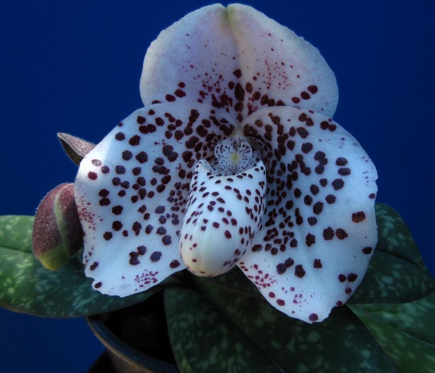 Paphiopedilum bellatulum