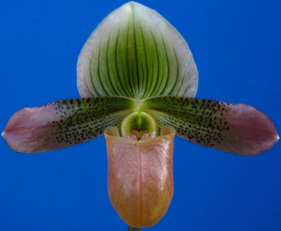 Paphiopedilum Master Jeweller
