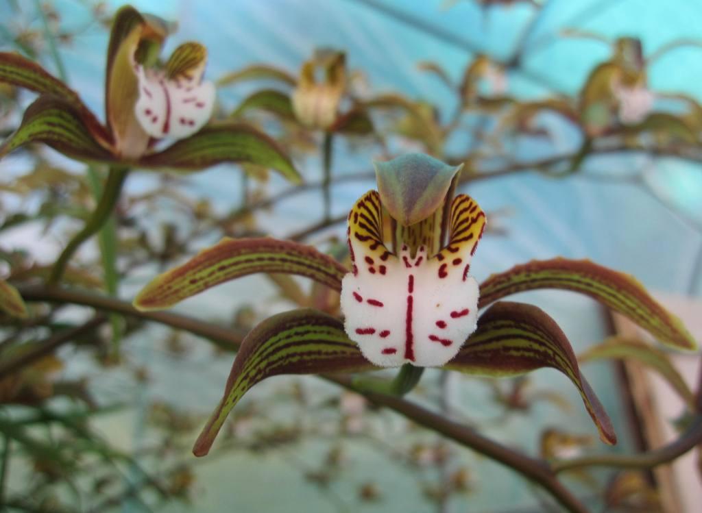 Cymbidium erythraeum