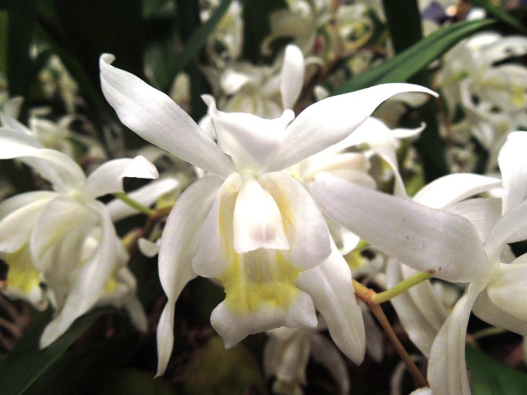 Coelogyne Unchained Melody - ACC/AOC