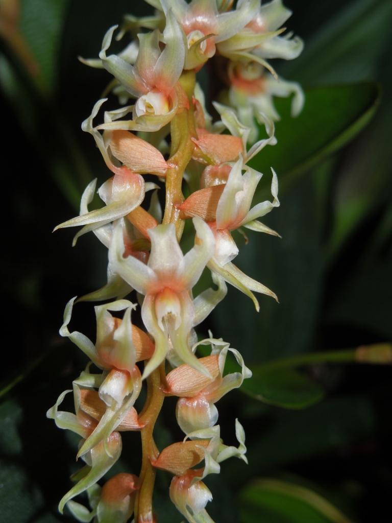 Coelogyne cootesii