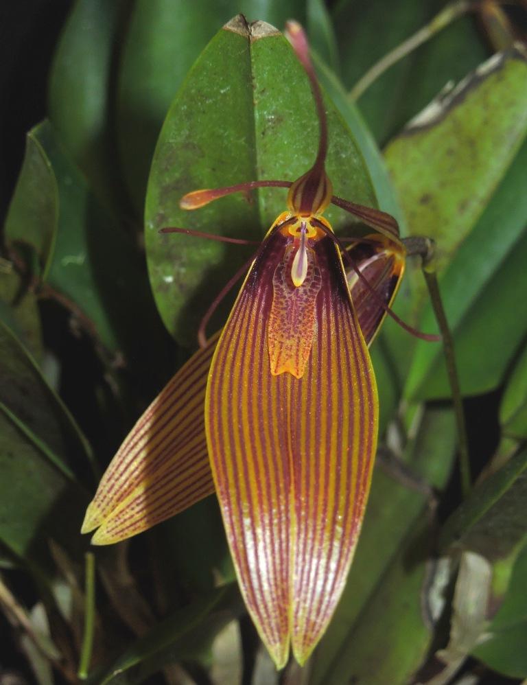 Restrepia brachypus