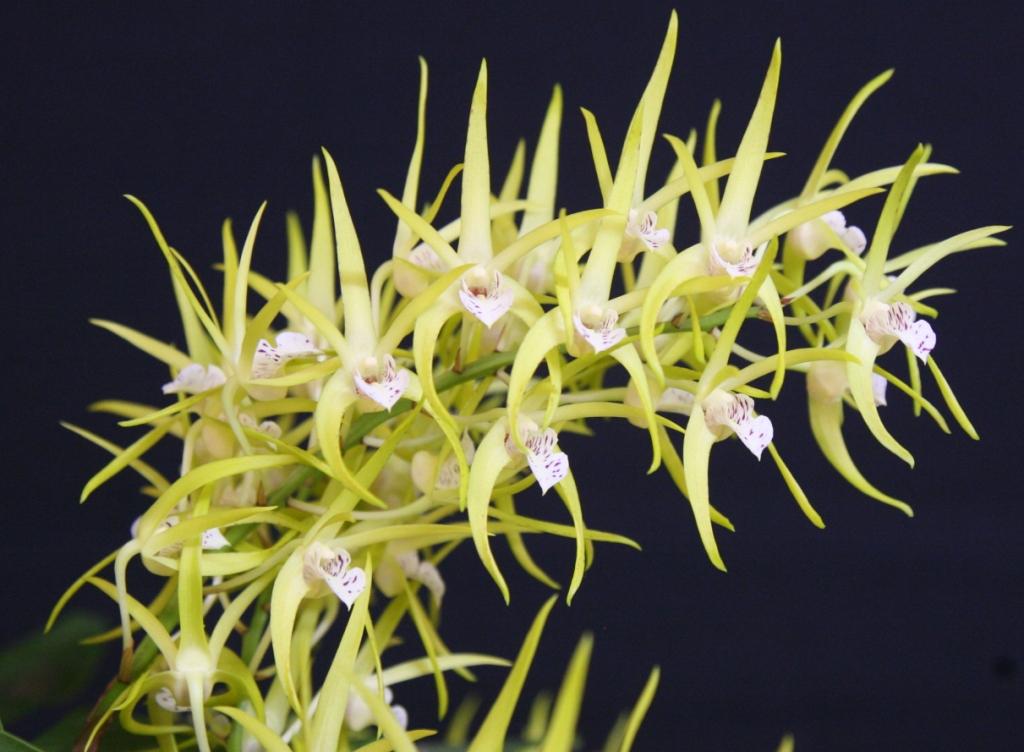 Dendrobium Hilda Poxon - HCC/AOC