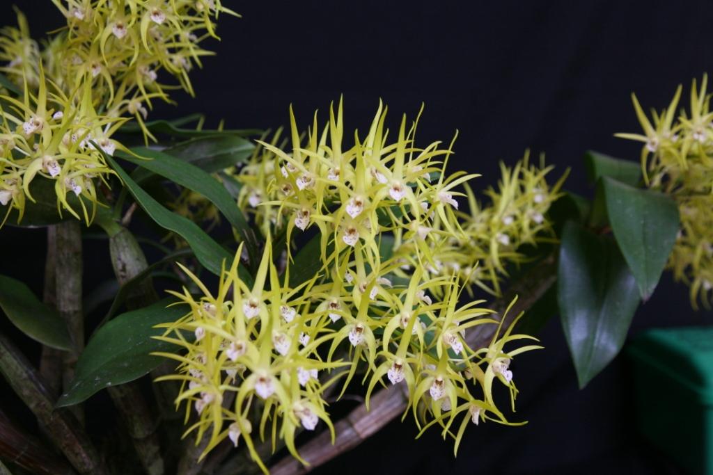 Dendrobium Hilda Poxon - photo 2