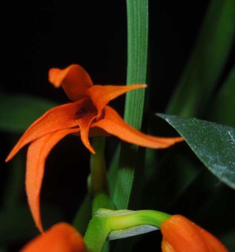 Brassia aurantiaca - AM/AOC