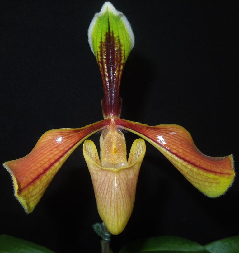 Paphiopedilum villosum var. villosum - HCC/AOC