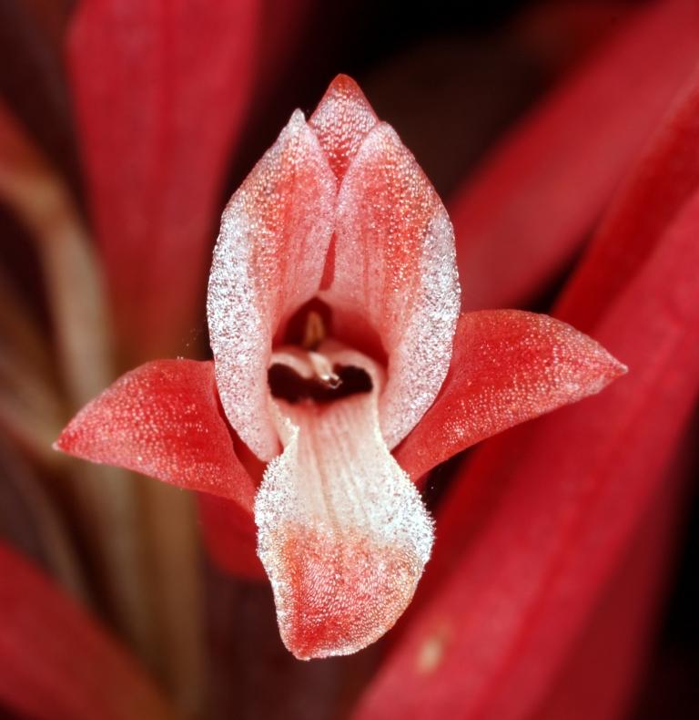 Stenorrhynchos speciosum