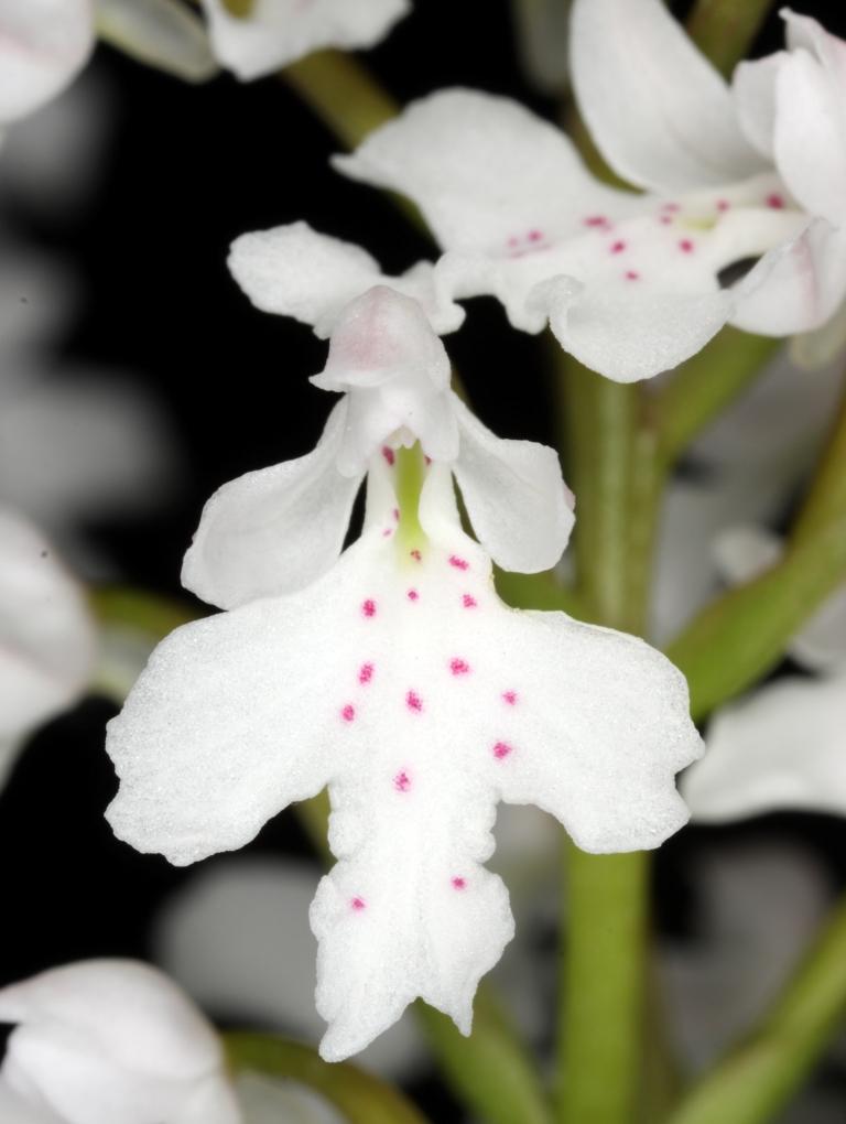 Cynorkis compacta - CBM/AOC