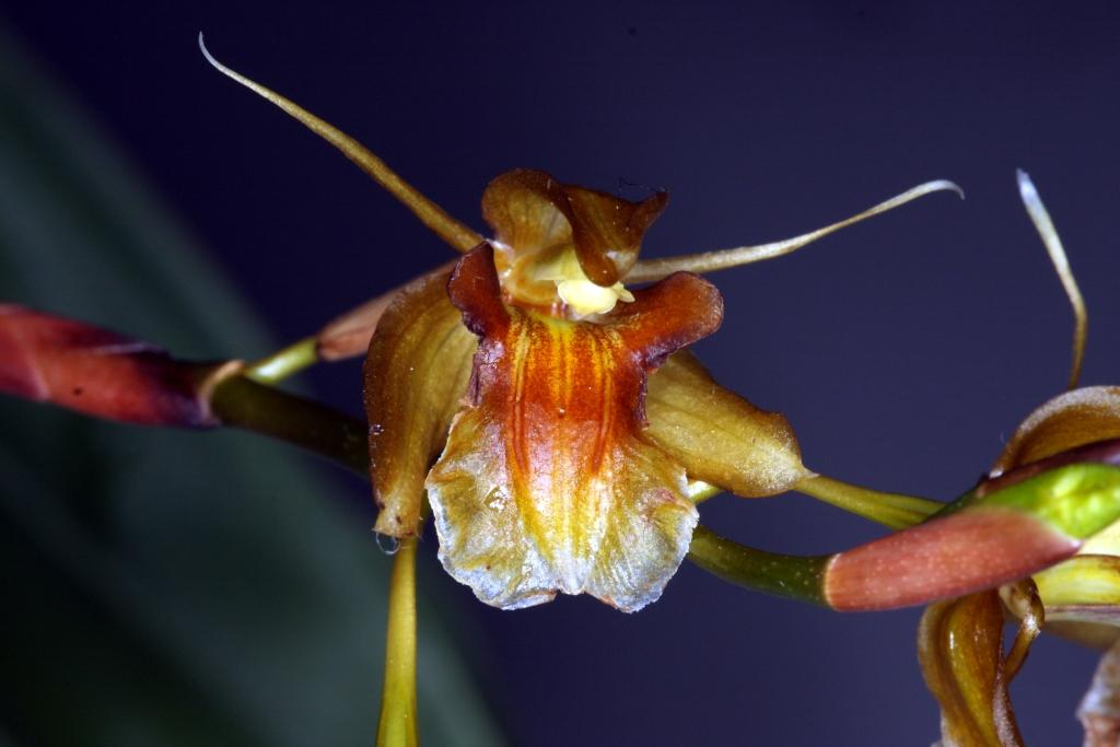 Coelogyne schultesii
