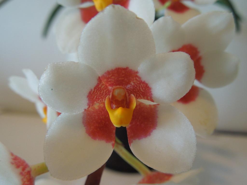 Sarcochilus Fitzhart