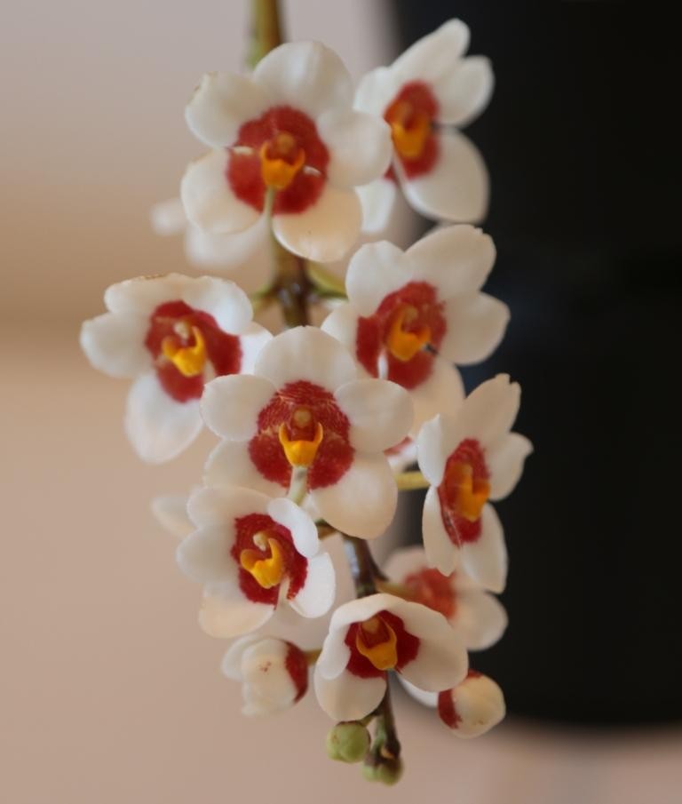 Sarcochilus Fitzhart - photo 2