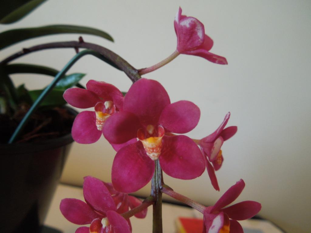 Sarcochilus Magic - HCC/AOC