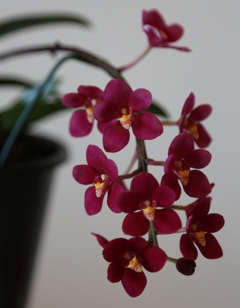 Sarcochilus Magic - photo 2