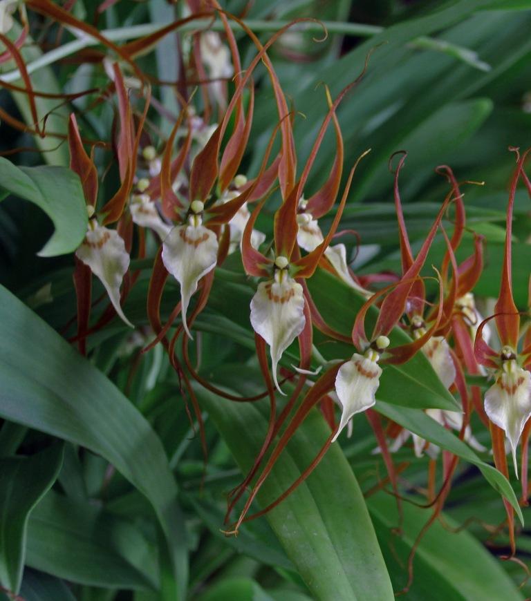 Brassia keiliana - photo 2