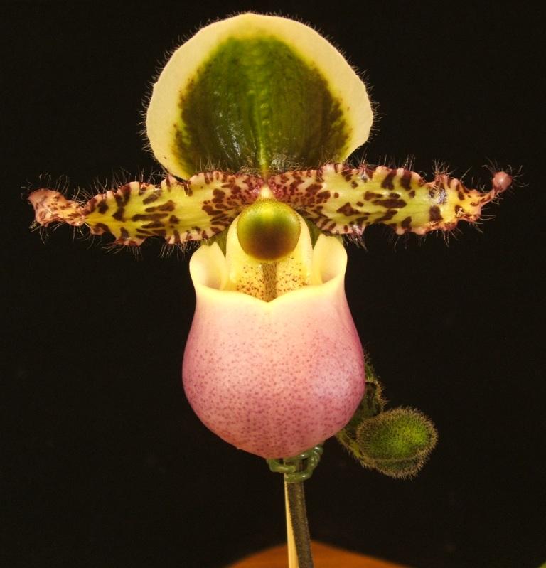 Paphiopedilum liemianum - AM/AOC
