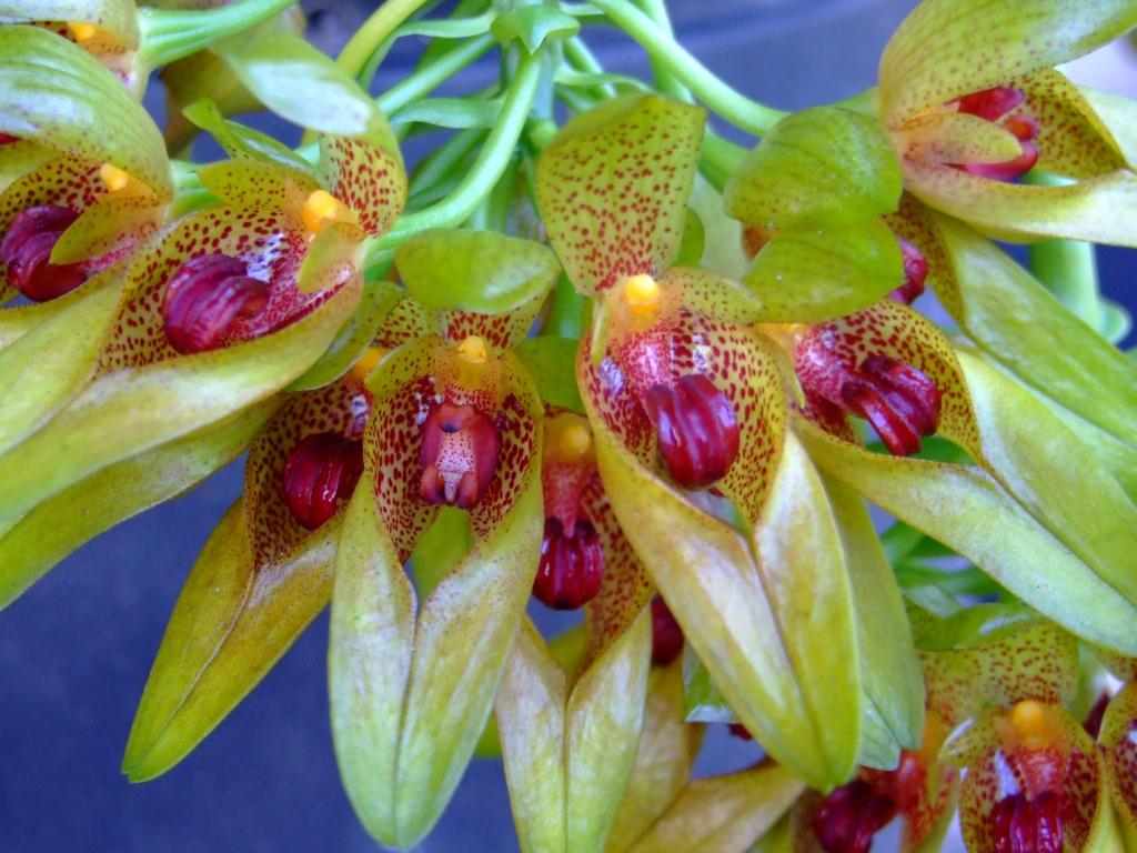 Bulbophyllum graveolens - ACC/AOC