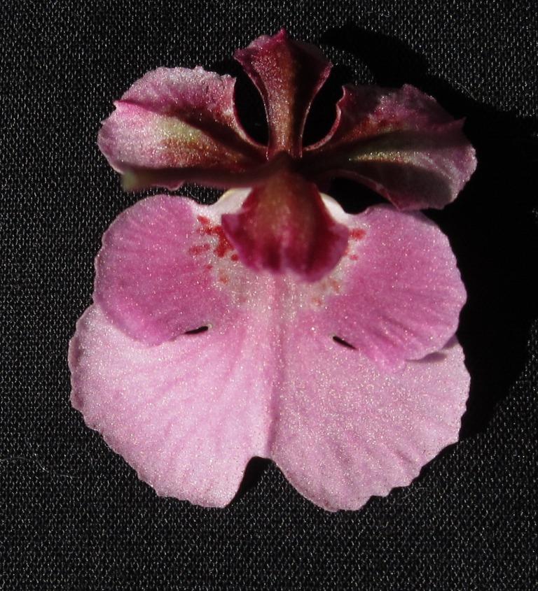 Tolumnia Kyelle's Dream - HCC/AOC