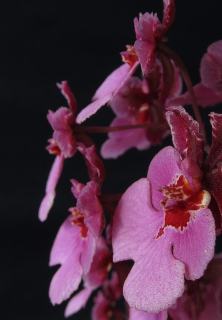 Tolumnia Kyelle's Dream - photo 2