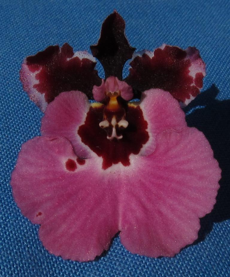 Tolumnia Kyelle's Dream