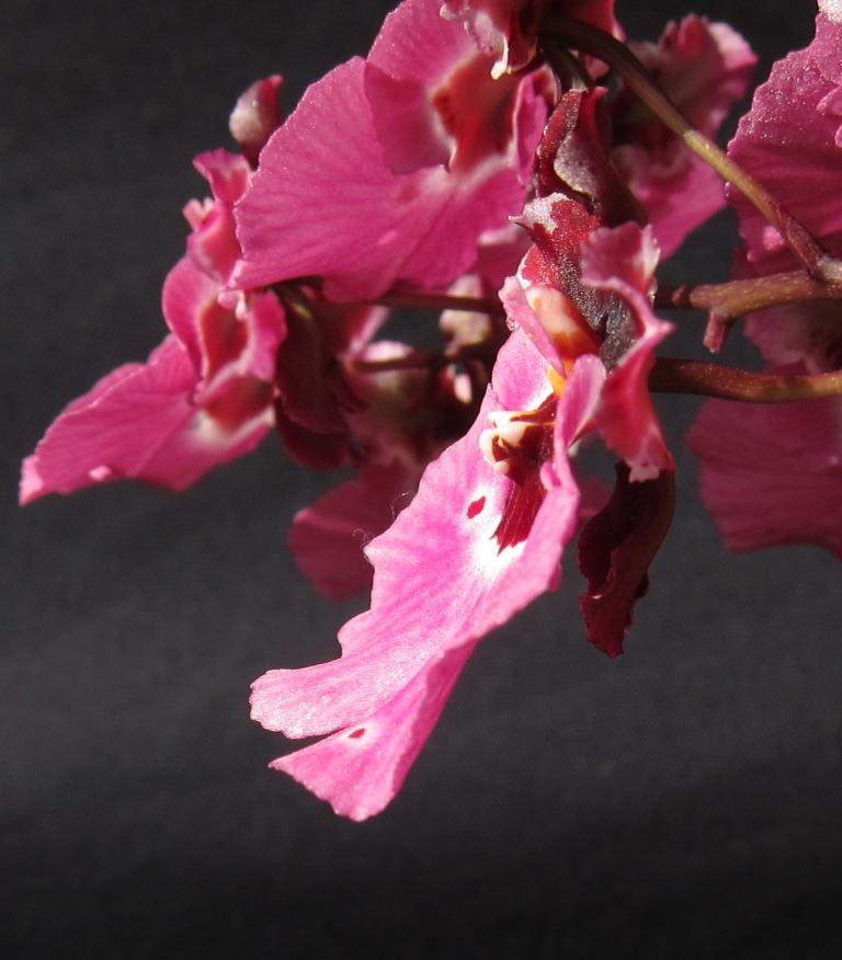 Tolumnia Kyelle's Dream - photo 2