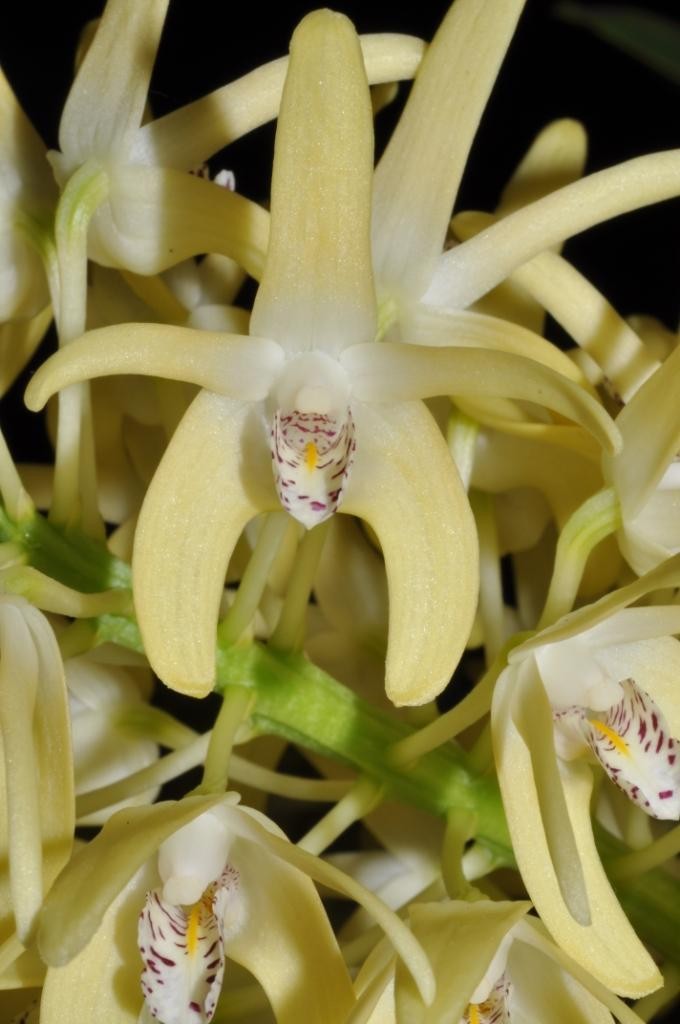 Dendrobium speciosum var. curvicaule
